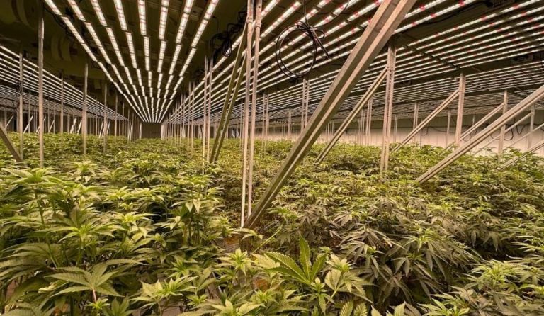 A cannabis grow operation