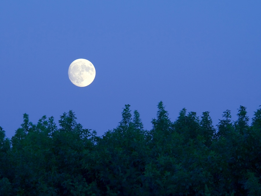 Black Hills Forest Moon Walk