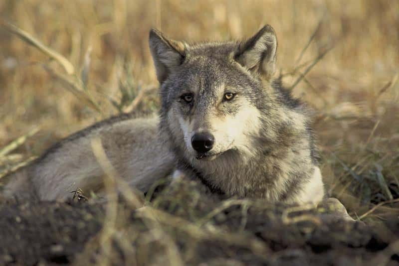 A gray wolf lies in the grass