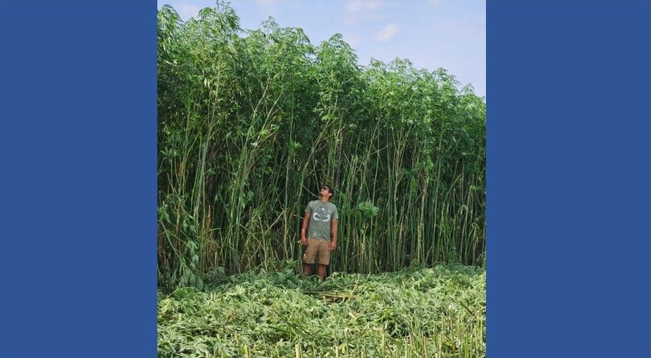 A farmer stands in a field of hemp