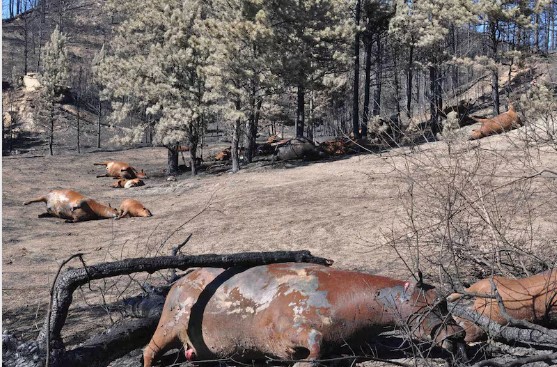 Dead cattle litter the landscape of a wildfire