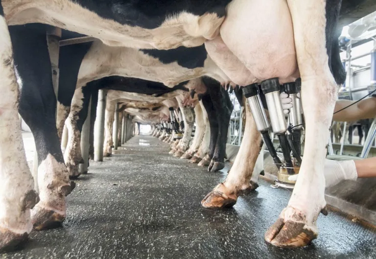 Dairy cows in milking parlor