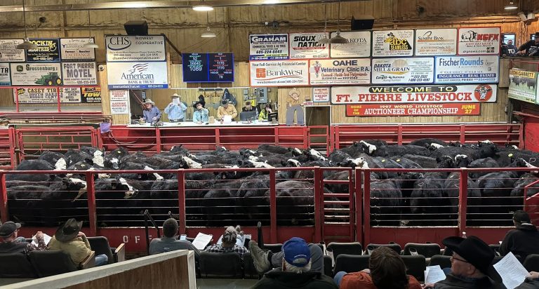 Cattle selling at Ft. Pierre Livestock Auction.