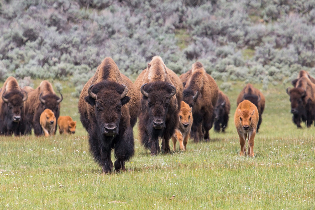 Yellowstone Bison