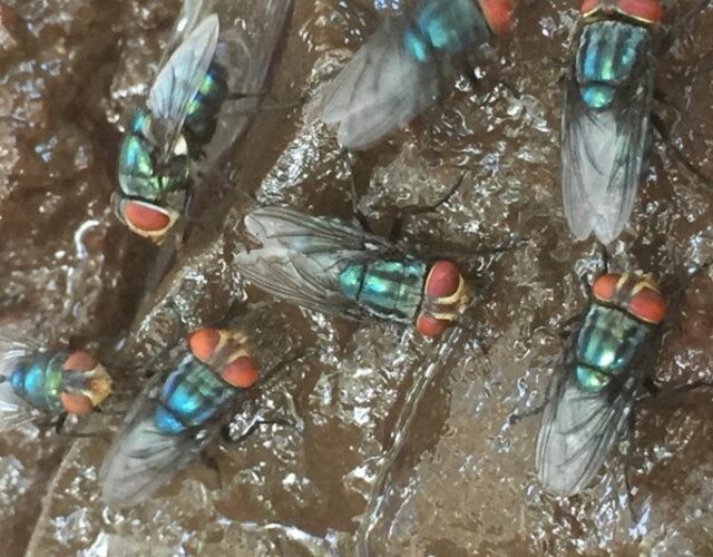 screwworms