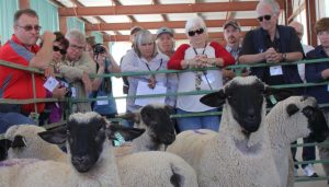 American Lamb Summit