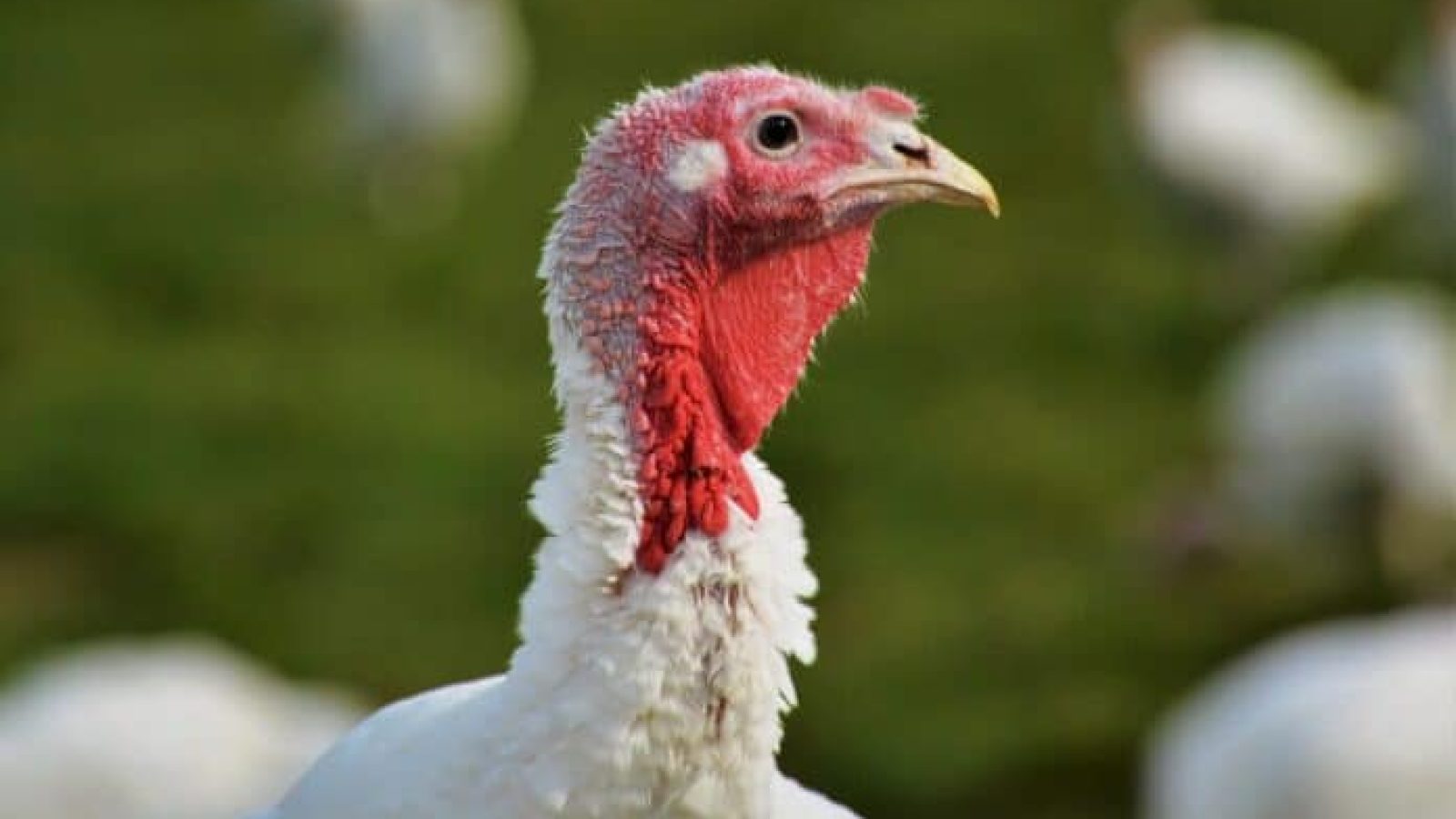 Avian flu in poultry