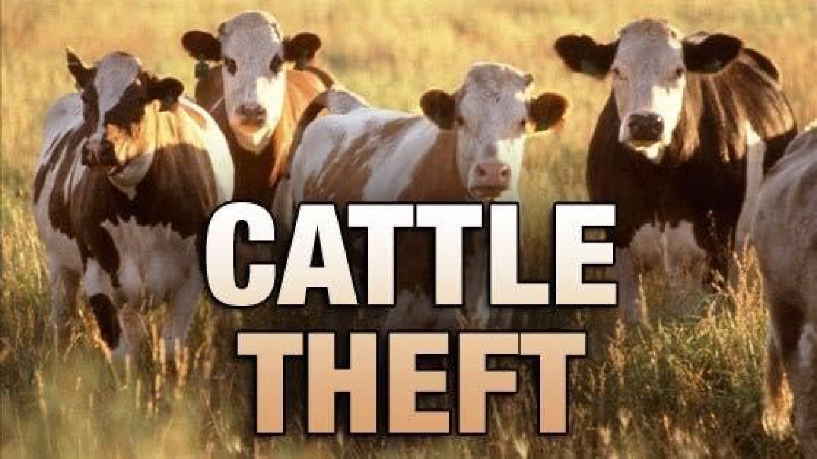 cattle theft reported southdakota