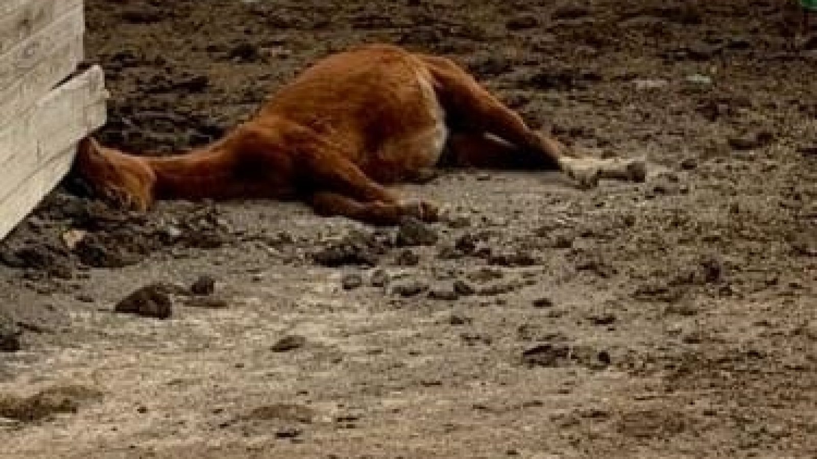 A dead horse in a corral in animal abuse case