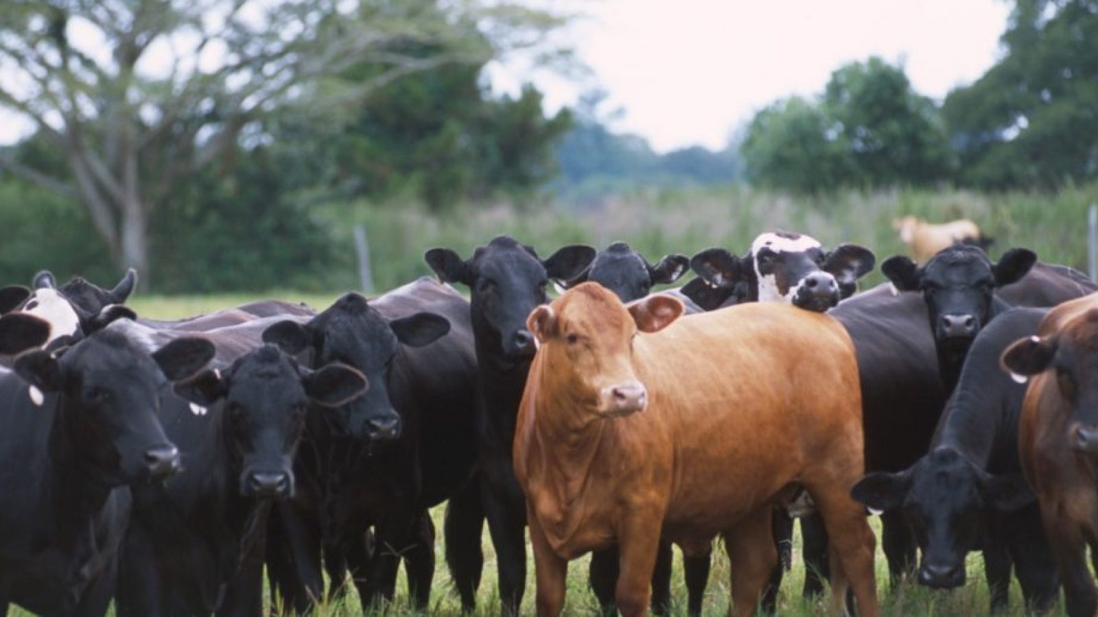 Cattle Beef Quality Assurance
