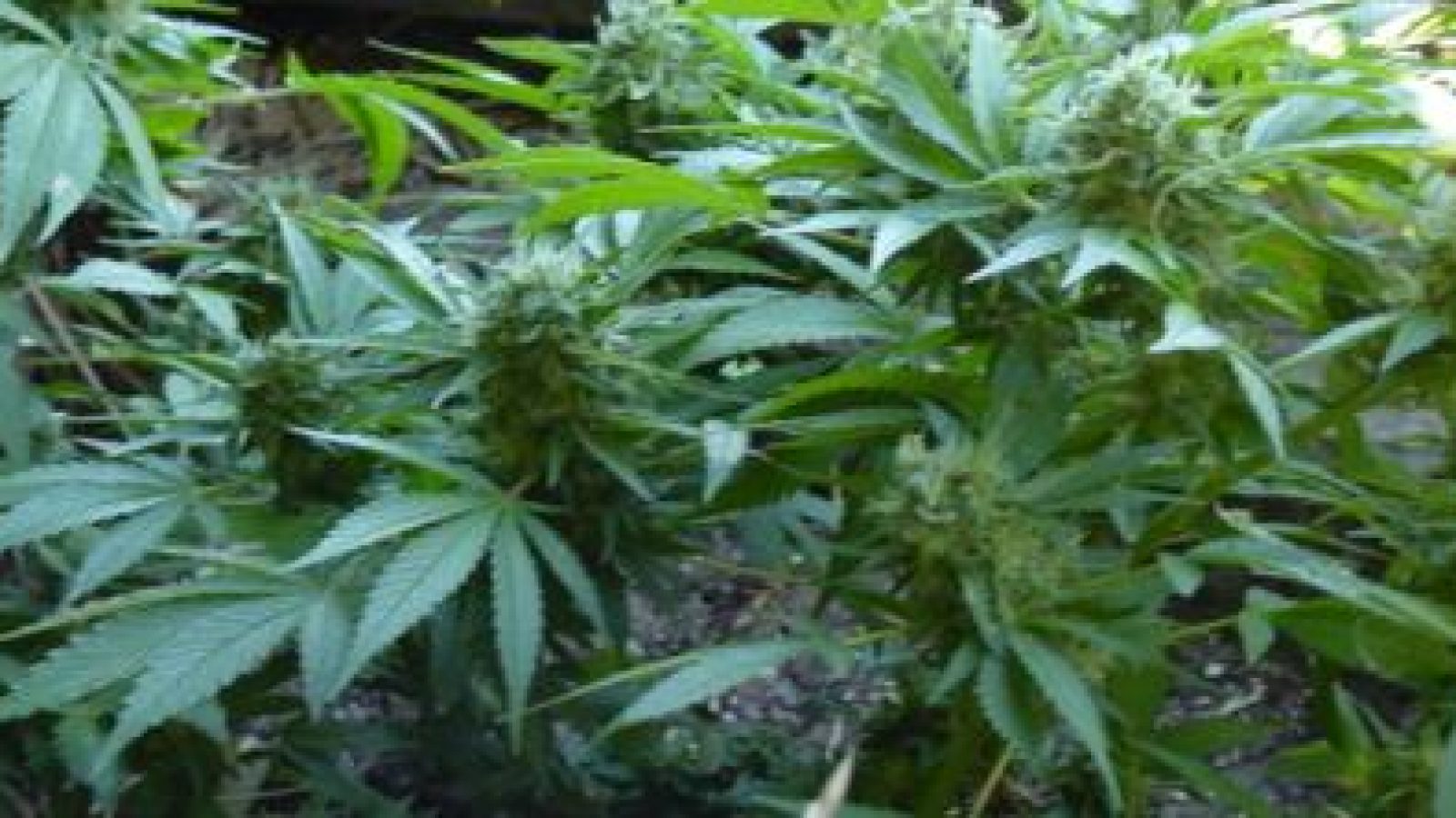 Marijuana-Plants_9632_10365-1