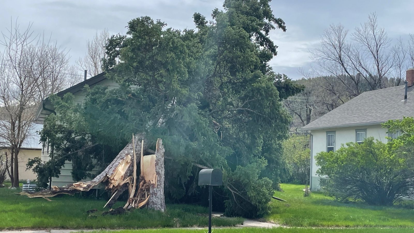 Tree on House in Sturgis