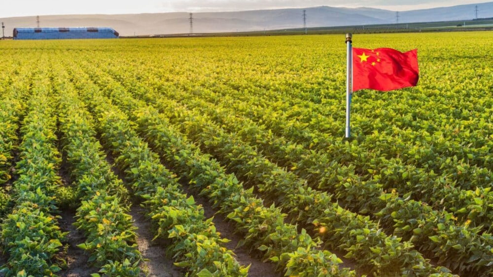 chinese flag in farm field